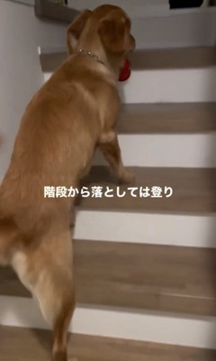 階段を上る犬