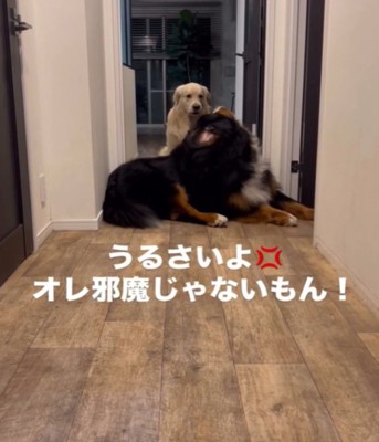 体を起こして吠える犬2