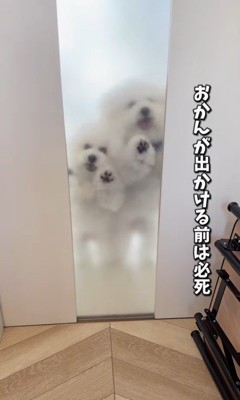 似すぎているおうじ君&あんじちゃん3