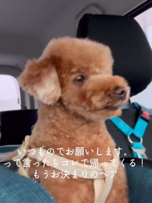 トイプードルの八萬くん