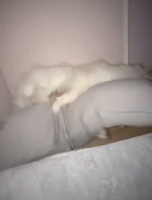 抱き枕に前脚をかける犬