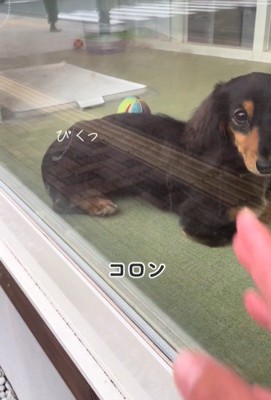 ママがお迎えに来た時のコロンちゃん4