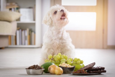 ぶどうやチョコレートの前に座る犬