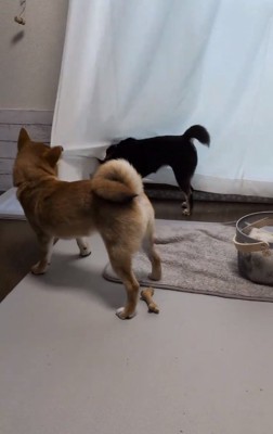 カーテンを引っ張るこむぎくん1