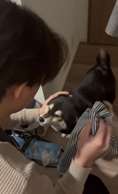 頭を差し出す犬