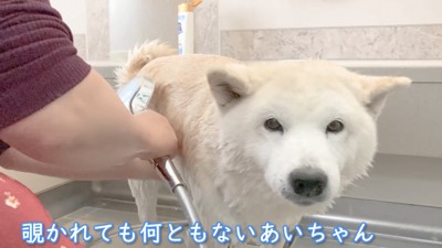 あいちゃんは気にしない