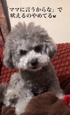 不機嫌なたろうまるくん