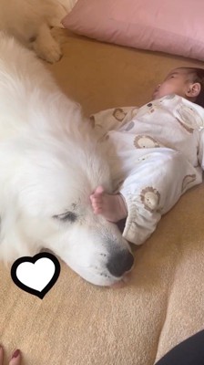 赤ちゃんに顔を蹴られて舌を出す犬