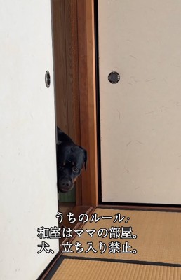 ルールを守る大型犬