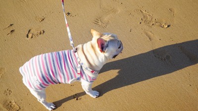 砂浜で散歩中の犬