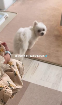 ベポちゃんと赤ちゃん3