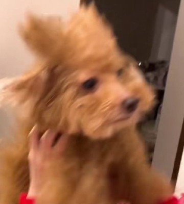 どうやってついたの？