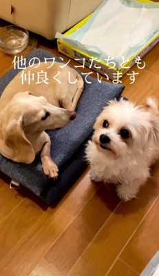 元気に暮らしているよ!