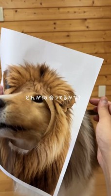 ライオンのパネルに顔を入れる犬