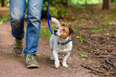 飼い主さんを見上げる小型犬