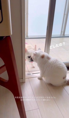 うどん君とあられちゃんの愉快なやり取り2