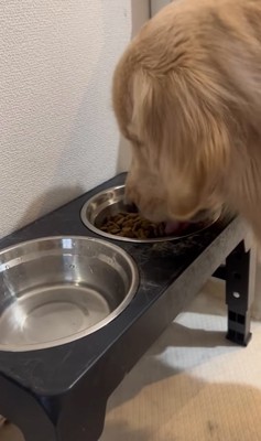ご飯を食べる大型犬
