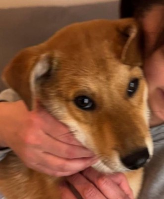 風ちゃんとの出会い4