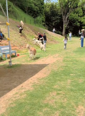坂を登っていく大型犬たち