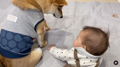 赤ちゃんに訴える柴犬