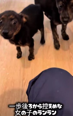 ちょっぴり控えめなランラン