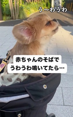 「うーわうわうわ」