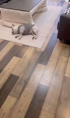 ラグを求める犬ごころ…