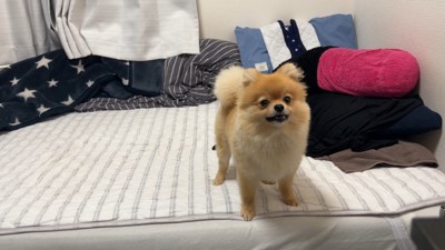 何かを訴えるむぎちゃん