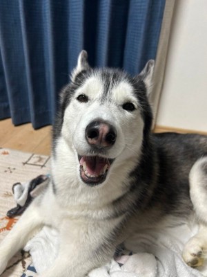 ラニちゃんがあくびをする瞬間7