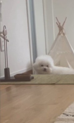 飼い主さんが寝ていた時のエマくん&ハルくん2