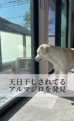 天日干しされてる…