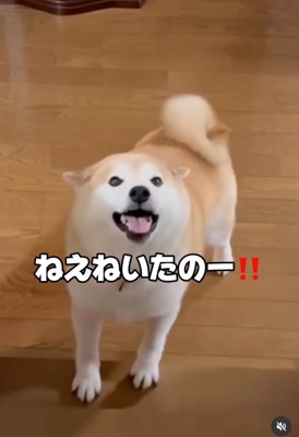 笑顔で近寄る柴犬