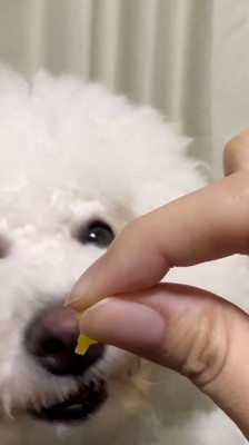 飼い主が持っているおやつを見つめる犬