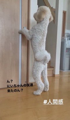 立ち上がってドアノブに手を置く犬