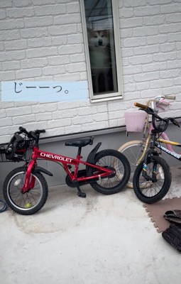 ガラス越しに見送る秋田犬