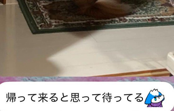 わんこの写真が届いた