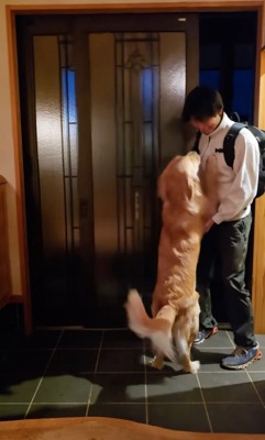 立ち上がって迎える大型犬