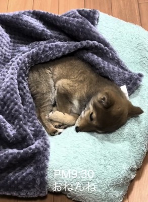 ブランケットにくるまって横になる子犬