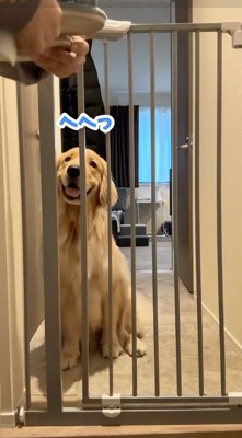 帰ってきた飼い主を笑顔で出迎える犬