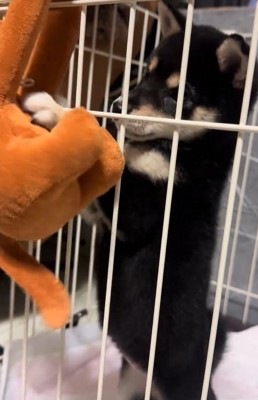 縫い狂い身にパンチする豆柴の子犬