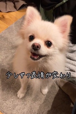笑顔のゆめちゃん