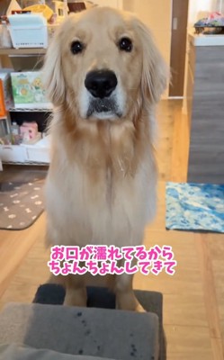 お話を聞くコロッケくん