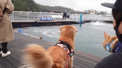 楽しそうにしっぽをフリフリ♪