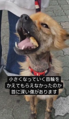 痛々しい首輪の跡も…