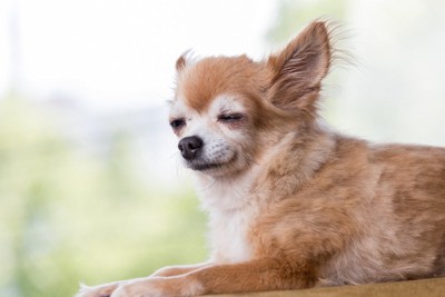 心地よさそうなシニア犬のチワワ
