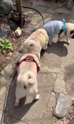 電車のように連結するパグの兄弟3