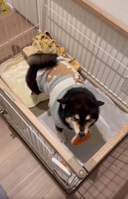 体をくねらせるさくらちゃん
