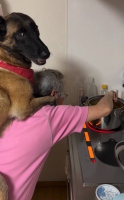 笑顔で振り返る大型犬