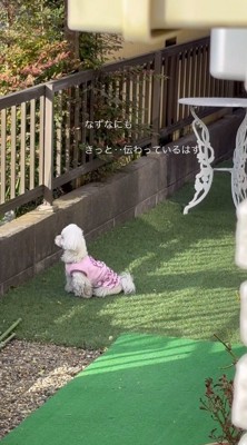 老人の家を静かに見つめる犬
