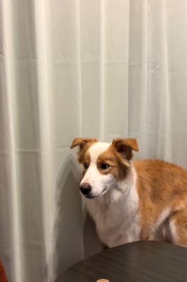 かまってちゃんな中型犬